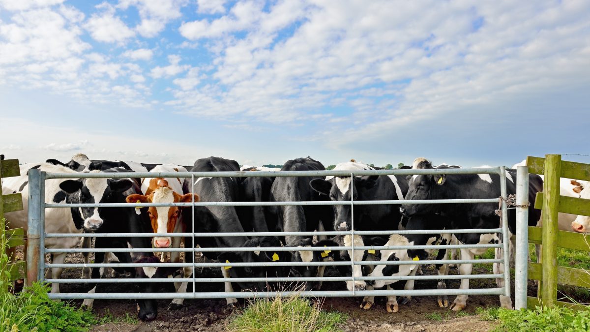 The Importance of Cattle Gates